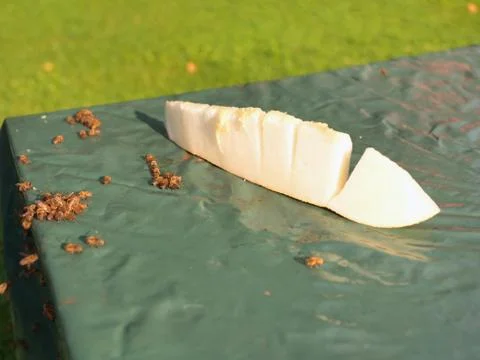 Melon and bees Photos