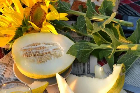 Melon and sunflower Stock Photos