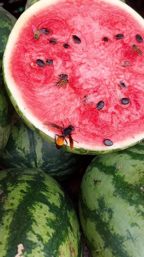 Melon and Wasp Stock Footage 255988035