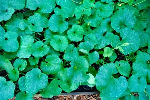 Melon Bed. Stock Photos