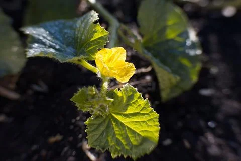 Melon blossom. Close-up. Stock Photos