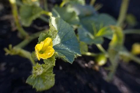 Melon blossom. Stock Photos