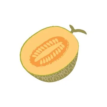 Melon cantaloupe cut cartoon vector illustration Stock Illustration
