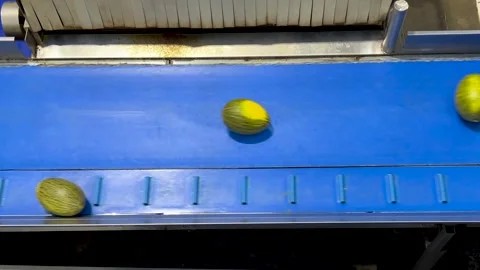 Melon in the conveyor belt of a factory Stock Footage 314398500