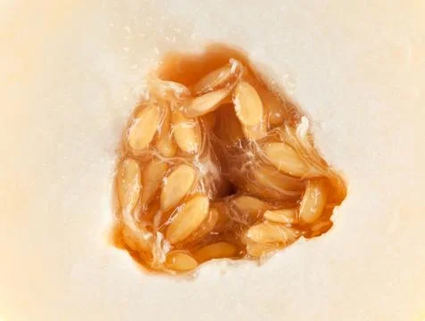 Melon core Stock Photos