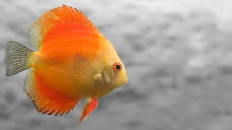 Melon Discus Fish Stock Photos