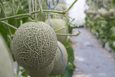 Melon in Farm Stock Photos
