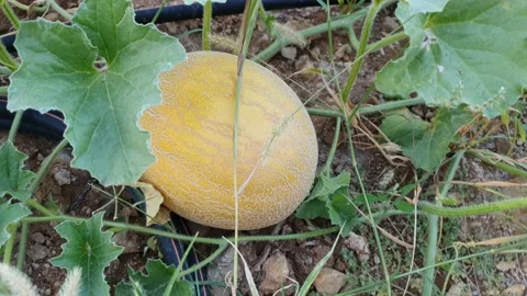 Melon in the field Stock Footage 141308400