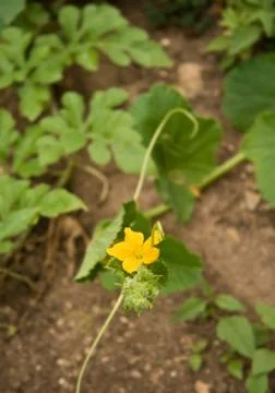 Melon flower Stock Photos