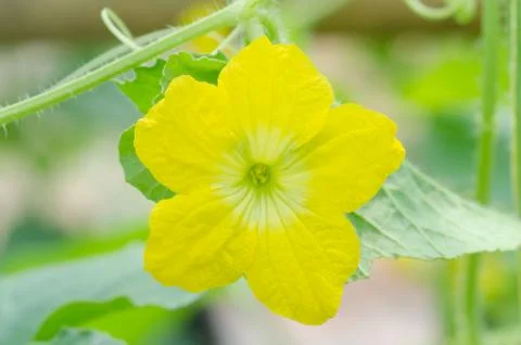 Melon flower Stock Photos