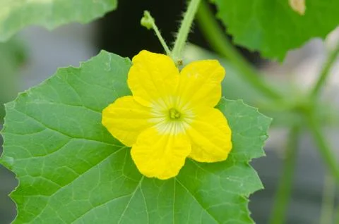 Melon flower Stock Photos