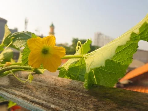 Melon flower Stock Photos