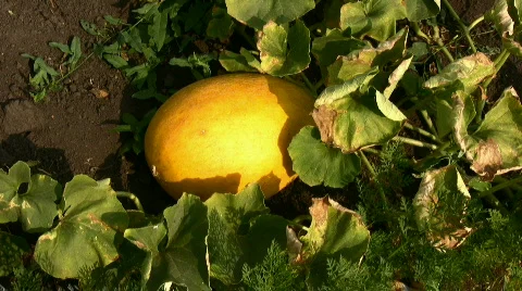 Melon Stock Footage 856600