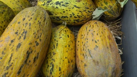 Melon Stock Footage 116261502