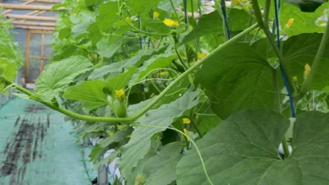 Melon Stock Footage 325669464