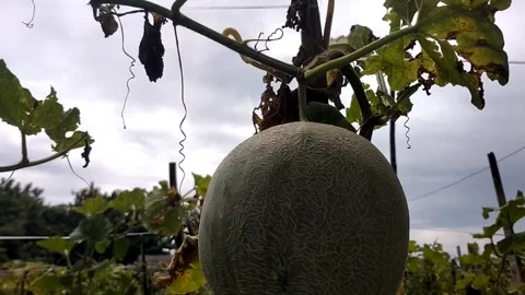 Melon Stock Footage 328916100