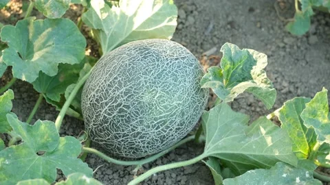 Melon fruit in the field. Stock Footage 137748243