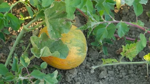 Melon fruit in the field. Stock Footage 137753768