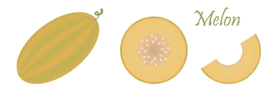 Melon fruit isolated on white background. Vector Illustration. Stock Illustration