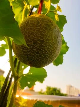 Melon Fruit on its tree Stock Photos