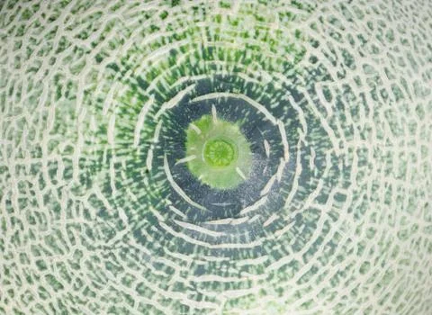 Melon fruit peel background Stock Photos