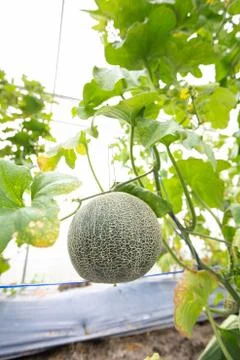 Melon fruit Stock Photos