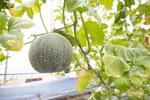 Melon fruit Stock Photos