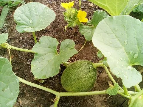 Melon fruit Stock Photos