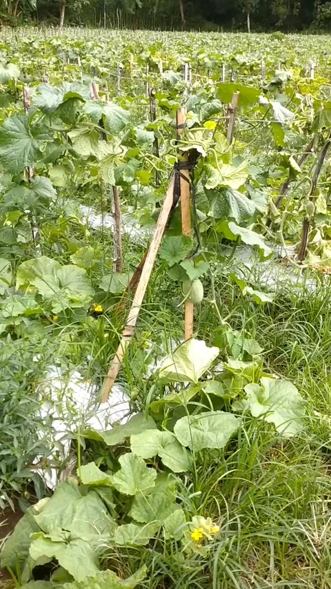 Melon fruit plants Stock Footage 327440082