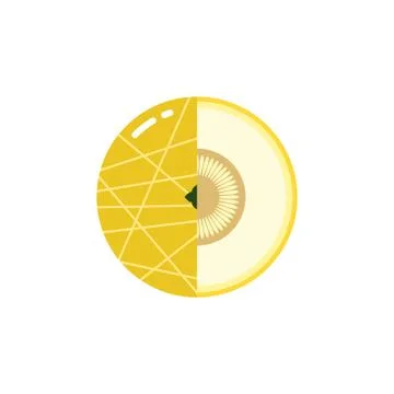 Melon fruit sphere with half slice logo, flat icon design template concept Stock Illustration