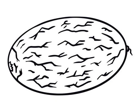Melon fruit. Vector illustrations in hand drawn sketch doodle style Stock Illustration