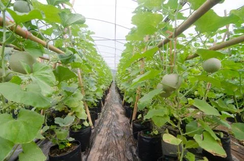 Melon garden Stock Photos