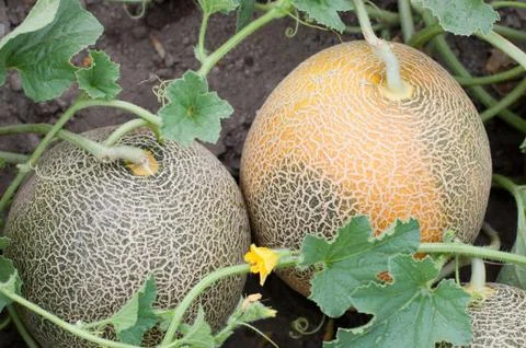 Melon in the garden Foto stock