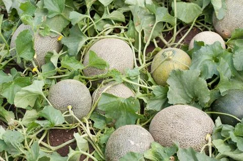 Melon in the garden Stock Photos