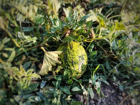 Melon in the garden. Foto stock