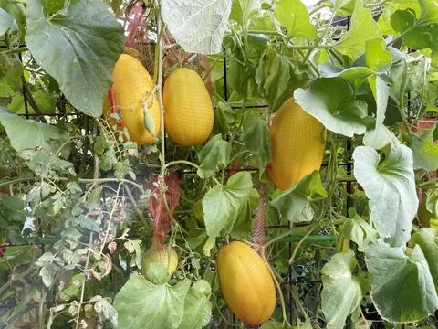 Melon, growing melons in nets in Japan Stock Photos