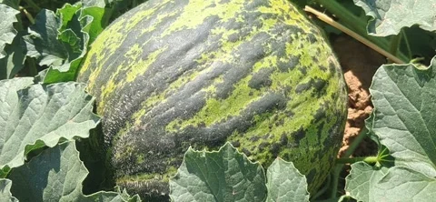 Melon Growing in Organic Field Vídeo Stock 342093596