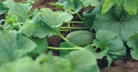 Melon grows in the field, melon plants. Leaves of the plant lie on the soil, the Stock-Footage 136440106