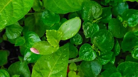 Melon growth process: from seed to leaf. Stock Photos