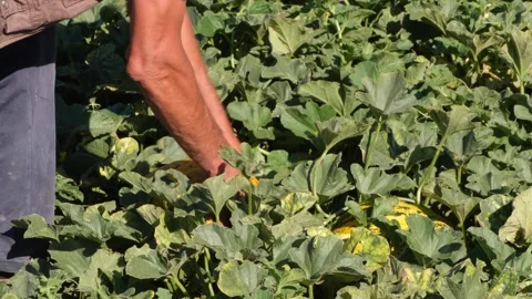 Melon harvested from the field 2 Stock Footage 293947206