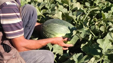 Melon harvested from the field 3 Stock Footage 293947228