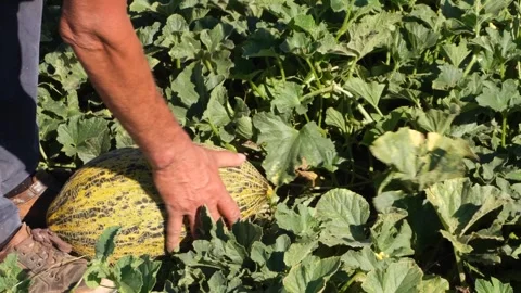 Melon harvested from the field Stock Footage 293947249