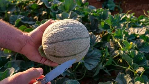 Melon harvesting process and quality control for export Stock Photos