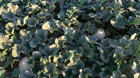 Melon harvesting process and quality control for export Stock Photos