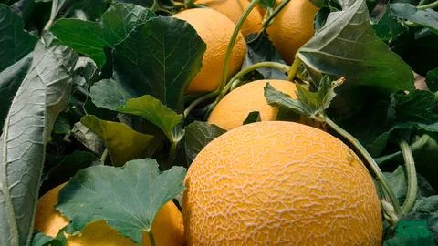 Melon harvesting process and quality control for export Foto stock