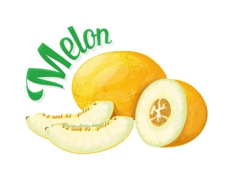 Melon. Isolated objects on a white background Illustrazione stock