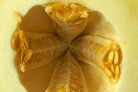 Melon, isolated on a straw background 스톡 사진