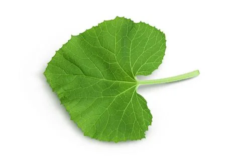 Melon leaf isolated on white background with clipping path and full depth of Stock Photos