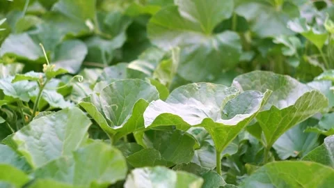 Melon leaves and buds in the field Stock Footage 320037858