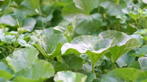 Melon leaves and buds in the field Stock Footage 320037859
